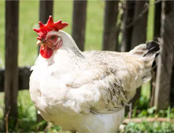 White hen named Abby