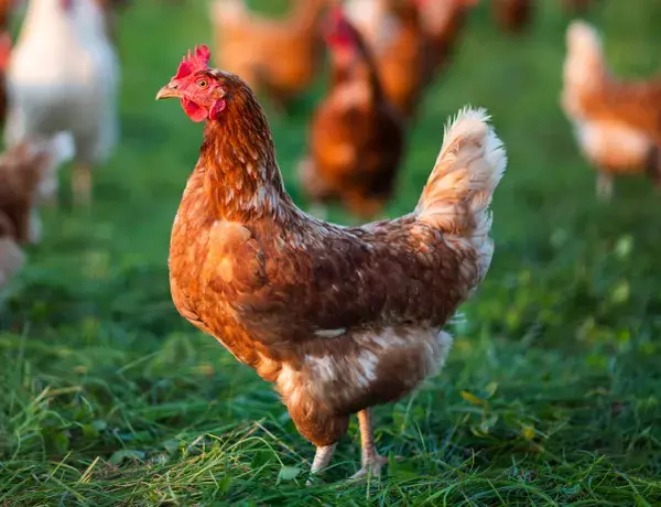 Brown hen named Betty