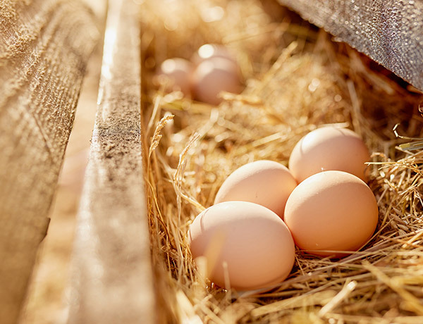 Close up of four eggs sitting on a tray of hay