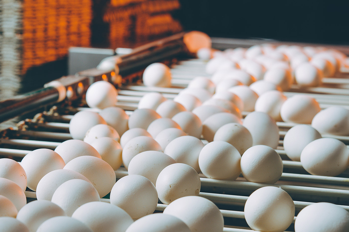 White eggs on a conveyer belt