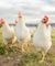 Three white hens walking in field toward camera
