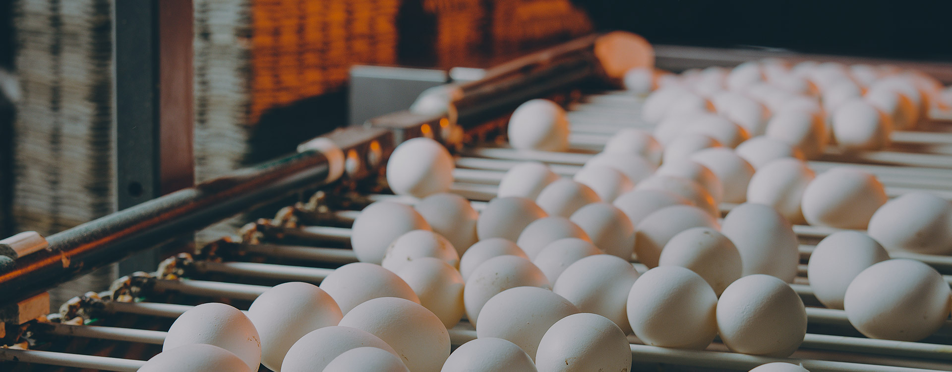 White eggs moving on a conveyer belt
