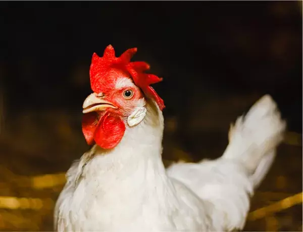 White hen named Dolly