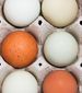Overhead view of egg carton with a variety of eggs