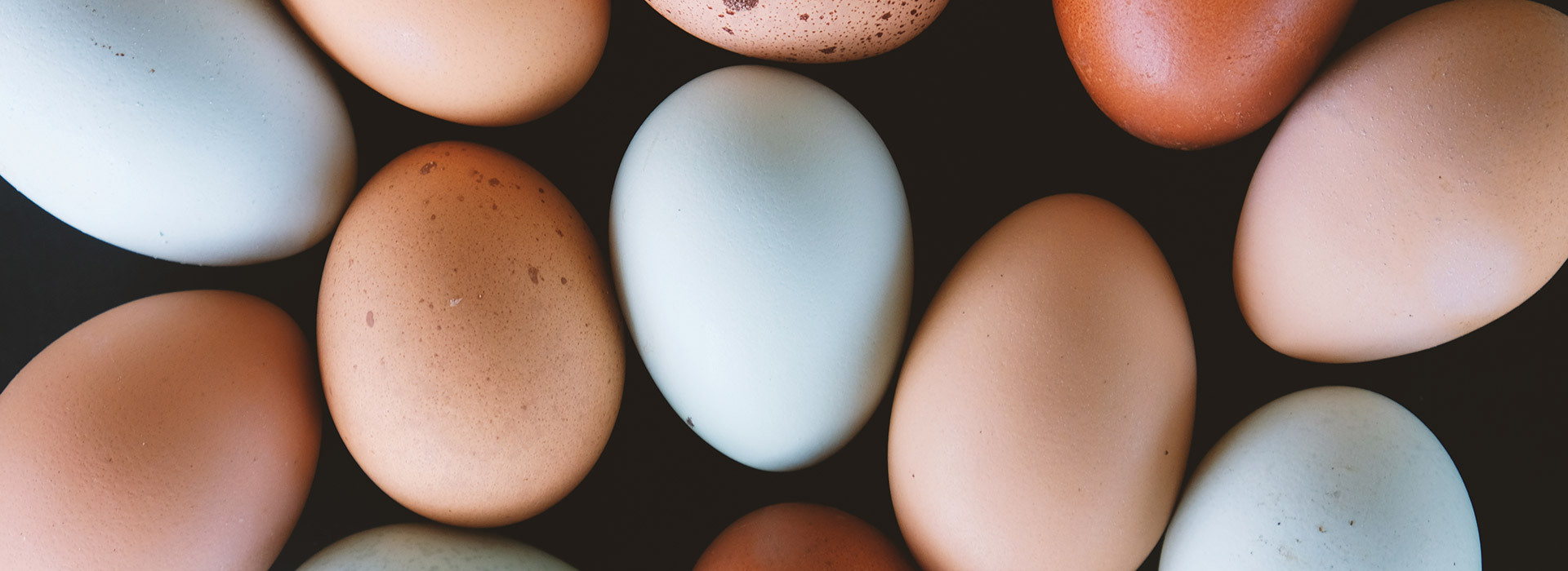 Overhead shot of a variety of eggs