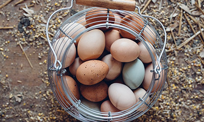 Overhead photo of wire basket filled with egg varieties