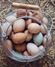 Overhead shot of egg varieties in wire basket