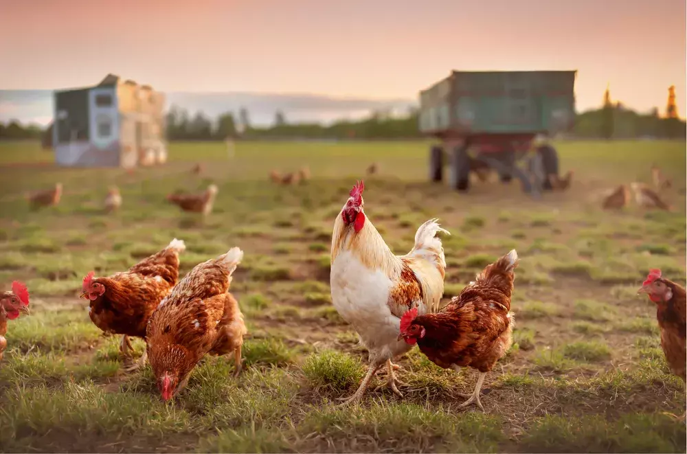 Free-range brown hens and white hens grazing in a field