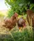 Free-range brown hens grazing in a field