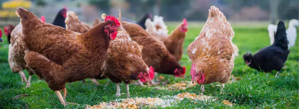 Multiple brown hens eating chicken feed in a field