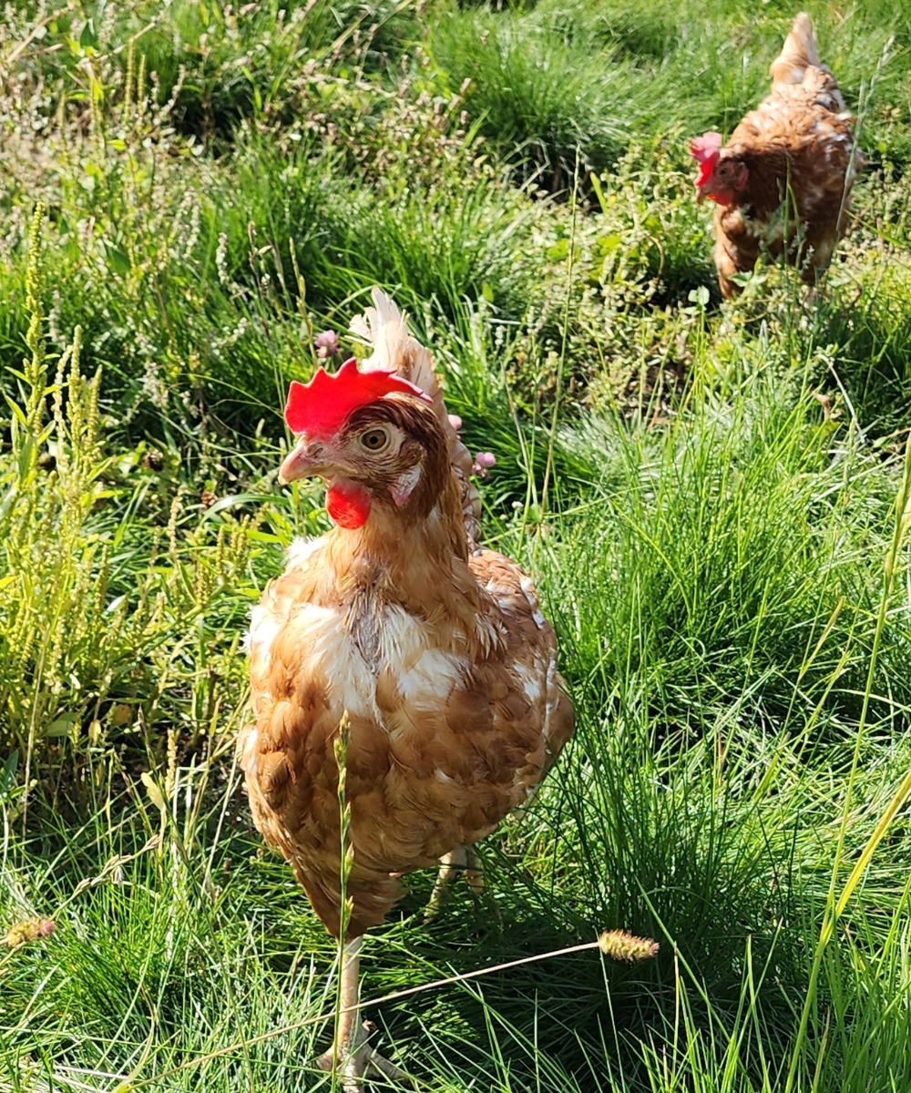 Two brown chickens walking in a grassy field.